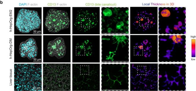 人类“迷你肝”再进化!西湖大学校友Nature论文:构建首个可长期维持的多细胞人源肝脏类器官组装体(图4)