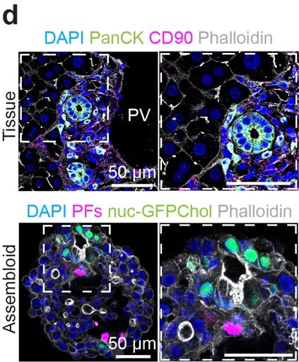 人类“迷你肝”再进化!西湖大学校友Nature论文:构建首个可长期维持的多细胞人源肝脏类器官组装体(图5)