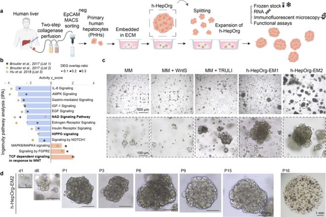 人类“迷你肝”再进化!西湖大学校友Nature论文:构建首个可长期维持的多细胞人源肝脏类器官组装体(图3)