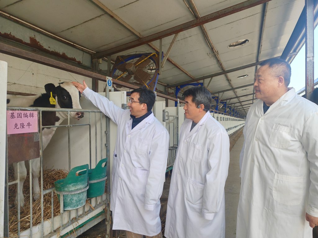 世界首批胚胎干细胞基因编辑克隆牛在河北培育成功(图1)