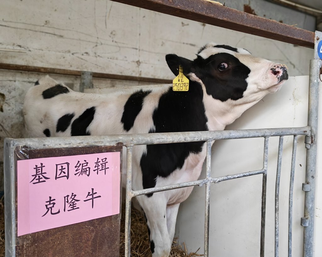 世界首批胚胎干细胞基因编辑克隆牛在河北培育成功(图2)
