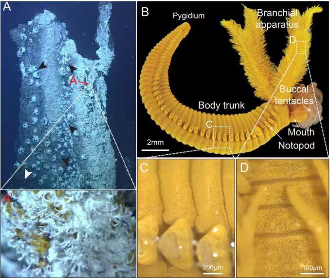 中国科学院海洋所首次揭示深海热液动物“以毒攻毒”独特适应机制(图1)