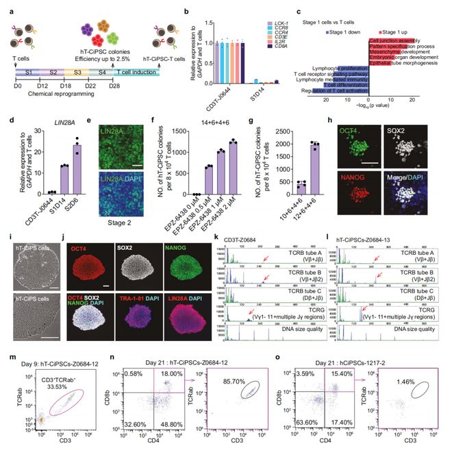 CellRes：邓宏魁院士团队首次将人类T细胞化学重编程为多能干细胞(图2)