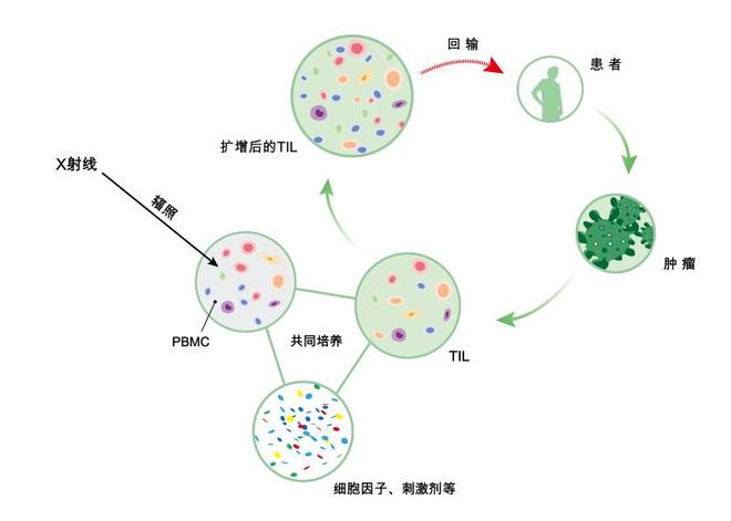 深度解析：哪家是PBMC细胞分离服务商优质之选？(图2)