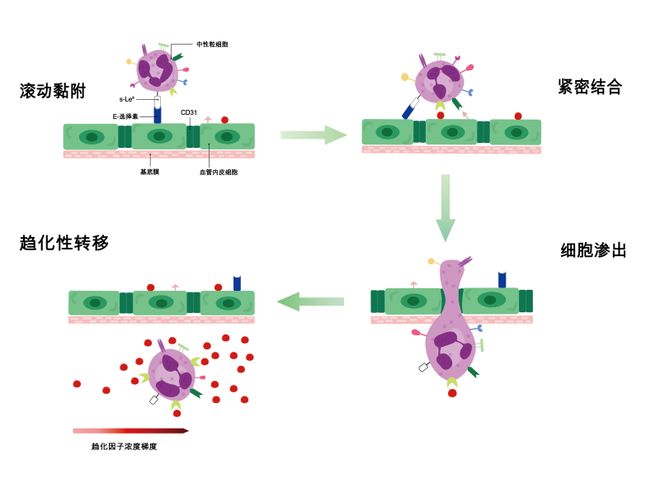 深度解析：哪家是PBMC细胞分离服务商优质之选？(图3)