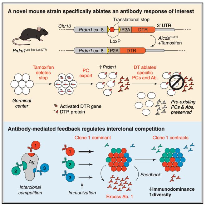 Immunity 抗体调节生发中心内的克隆间竞争(图2)