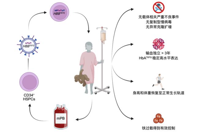 地贫基因治疗迈入新阶段！华大自主研发成果实现患者长期输血独立(图2)