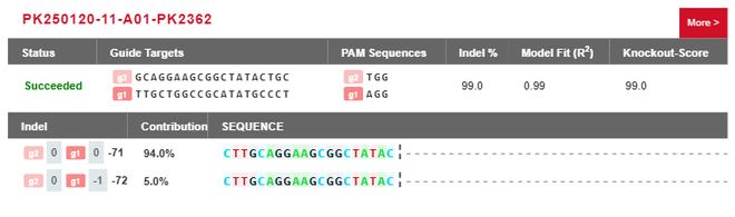 基因敲除稳转株细胞公司怎么选？实用推荐来了(图1)