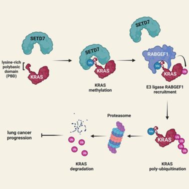 细胞增殖与细胞活性检测3D增殖实验毒性检测爱思益普(图2)