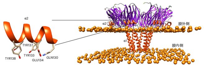 “以毒攻毒”抗衰奥秘就藏于海葵毒液！物理穿孔击杀衰老细胞！(图4)