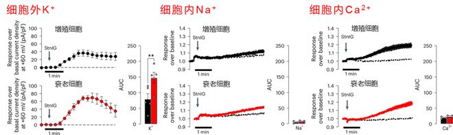 “以毒攻毒”抗衰奥秘就藏于海葵毒液！物理穿孔击杀衰老细胞！(图5)