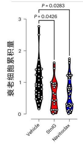 “以毒攻毒”抗衰奥秘就藏于海葵毒液！物理穿孔击杀衰老细胞！(图8)