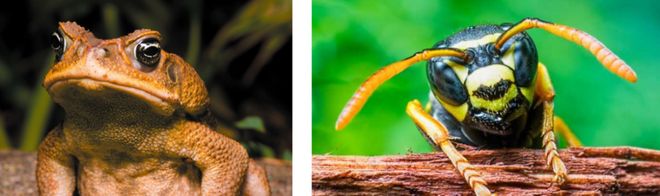 “以毒攻毒”抗衰奥秘就藏于海葵毒液！物理穿孔击杀衰老细胞！(图10)