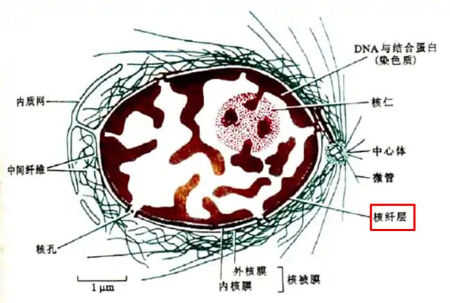“以毒攻毒”抗衰奥秘就藏于海葵毒液！物理穿孔击杀衰老细胞！(图11)