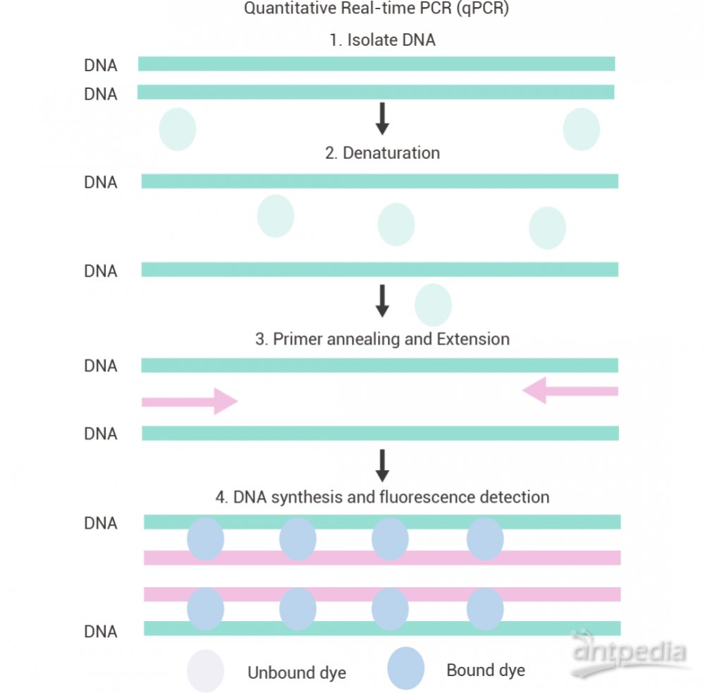 熔解曲线与Ct值:评价qPCR实验是否成功的“隐形英雄”?(图2)