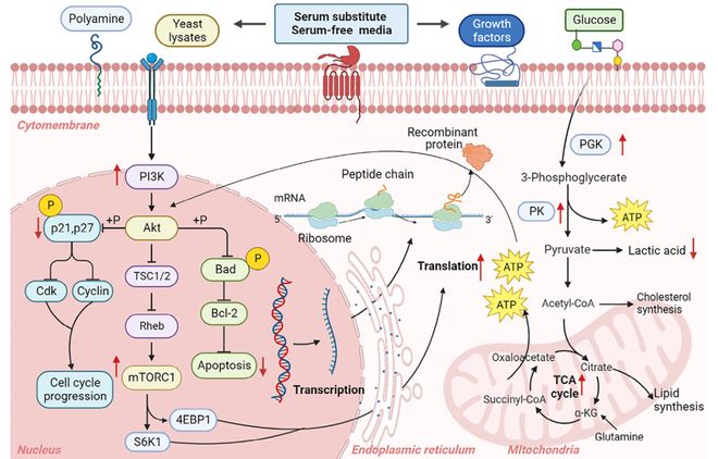 生物制药关键:CHO细胞无血清培养基的前世今生及展望(图7)
