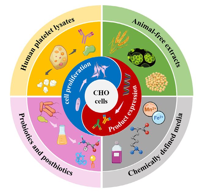 生物制药关键:CHO细胞无血清培养基的前世今生及展望(图1)