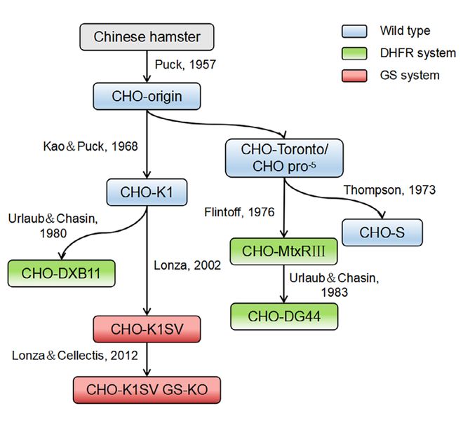 生物制药关键:CHO细胞无血清培养基的前世今生及展望(图2)