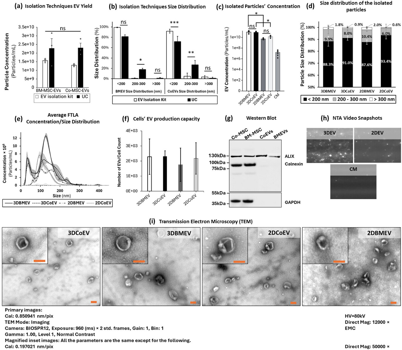 Small研究：3D培养体系提升MSC-EVs角膜神经再生效(图3)