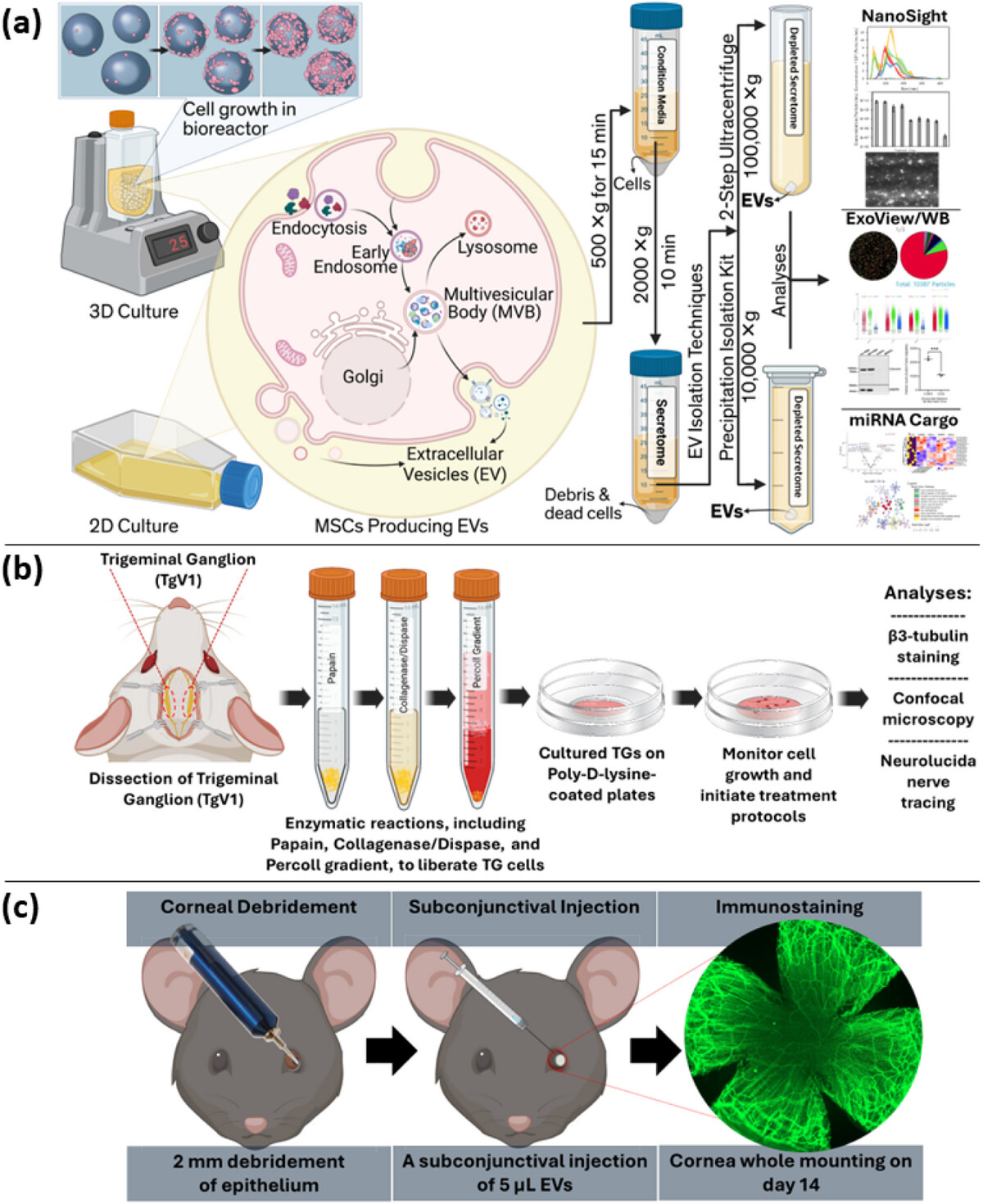 Small研究：3D培养体系提升MSC-EVs角膜神经再生效(图2)