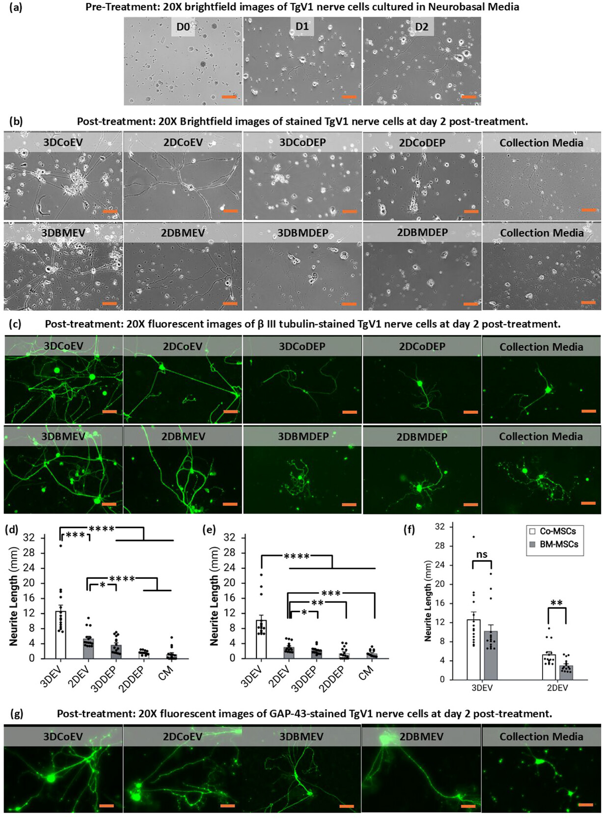 Small研究：3D培养体系提升MSC-EVs角膜神经再生效(图4)