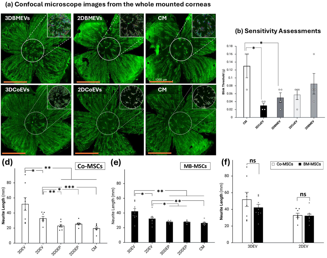 Small研究：3D培养体系提升MSC-EVs角膜神经再生效(图5)