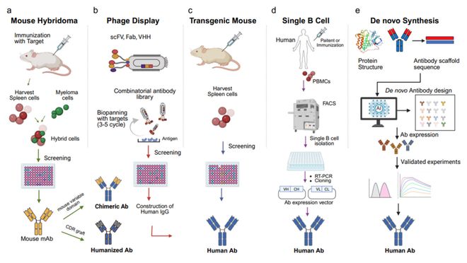 5大核心技术揭开单克隆抗体的研发密码(图2)
