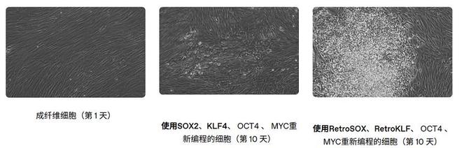 OpenAI联手抗衰老初创AI优化诺奖成果干细胞返老还童效率提升(图1)