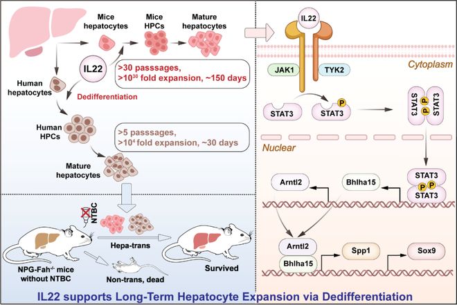 JHepatol丨谢欣团队发现细胞因子IL-22支持小鼠和人肝细胞体外长期扩增(图2)