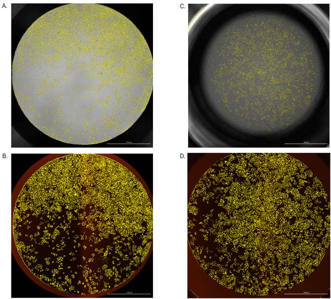 警示！96孔板的弯液面效应正在导致大量数据误差看后恍然大悟(图4)