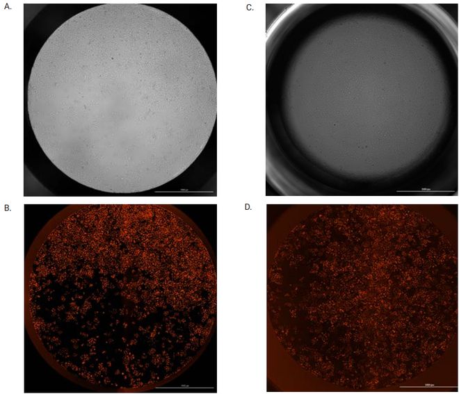 警示！96孔板的弯液面效应正在导致大量数据误差看后恍然大悟(图3)