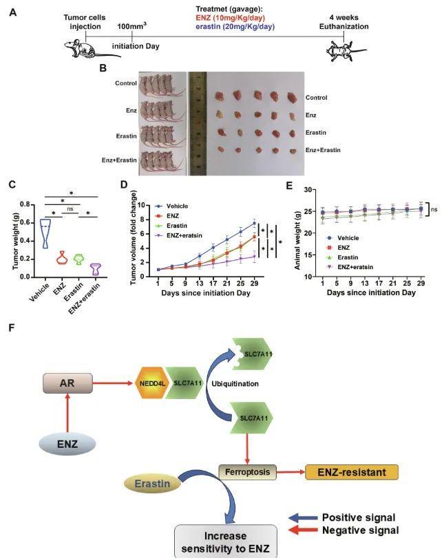 南京医科大学新发现：破解癌症耐药“密码”为临床治疗打开新窗口(图2)