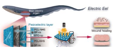 南京大学ACSNano：电鳗启发智能绷带问世促进糖尿病术后恢复(图2)