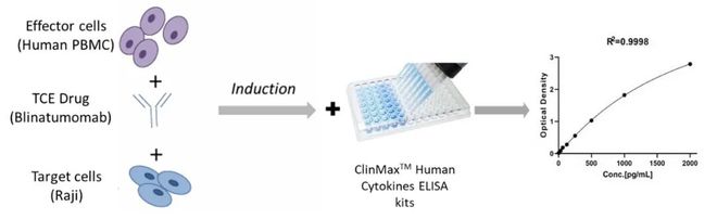实体瘤、自免双拓局：TCE药物体外功能学评价策略(图7)