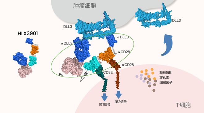 实体瘤、自免双拓局：TCE药物体外功能学评价策略(图2)