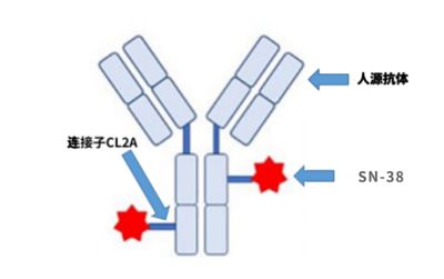 “戈”破困局·独特机制精准出击：解析戈沙妥珠单抗的结构特点与抗肿瘤机制(图1)