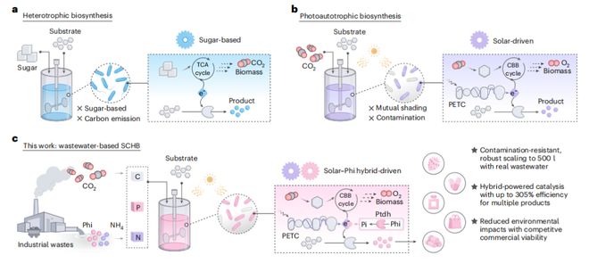 《顶刊精读》NatSustain太阳能驱动从富含亚磷酸盐的废水中生物合成化学物质与二氧化碳(图3)