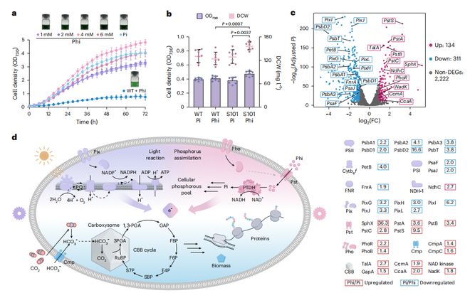 《顶刊精读》NatSustain太阳能驱动从富含亚磷酸盐的废水中生物合成化学物质与二氧化碳(图4)