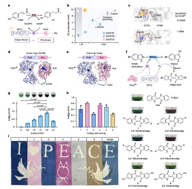 《顶刊精读》NatSustain太阳能驱动从富含亚磷酸盐的废水中生物合成化学物质与二氧化碳(图6)