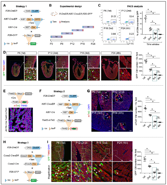 分子细胞科学卓越创新中心周斌组利用细胞增殖示踪技术绘制哺乳动物出生后心肌增殖图谱(图1)